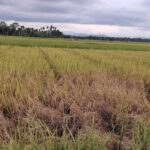 Foto: Kondisi Padi Warga Yang Diserang Hama Wereng