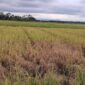 Petani Cot Girek Terancam Rugi Ganda, Harga Gabah Anjlok di Tengah Serangan Wereng