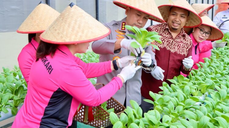 Dukung Program Pemerintah Ketahanan Pangan, Kapolrestabes Medan Panen Perdana Melom Hidroponik