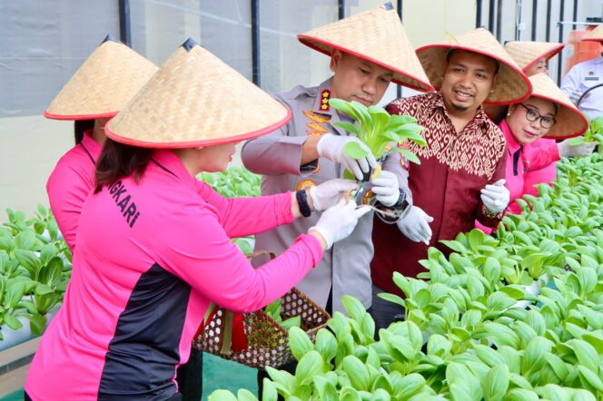 
					Dukung Program Pemerintah Ketahanan Pangan, Kapolrestabes Medan Panen Perdana Melom Hidroponik