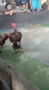 Buka Lagi! Judi Sabung Ayam Beromset Ratusan Juta di Ladang Bambu Diduga dibekingi Oknum Aparat berambut Cepak