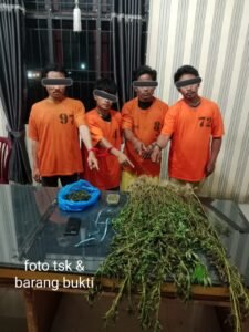 Empat Pria Diciduk Unit 1 Satnarkoba Polres Karo, 75 Batang Ganja Ditemukan di Perladangan Karo