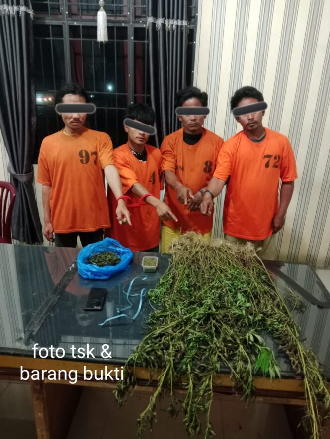 
					Empat Pria Diciduk Unit 1 Satnarkoba Polres Karo, 75 Batang Ganja Ditemukan di Perladangan Karo