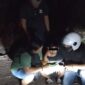100 Gram Mariyuana Gagal Beredar di Medan, Seorang Pemuda Diamankan
