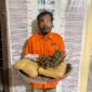 Polsek Bahorok Gagalkan Peredaran 2 Kilogram Ganja di Bukit Lawang, Seorang Pria Diamankan