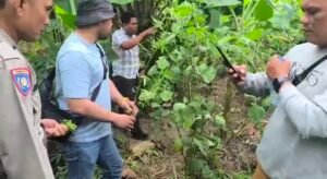 Sat Res Narkoba Polresta Deli Serdang Bersama Polsek Tanjung Morawa Ungkap Kasus Ganja, 40 Batang Tanaman Diamankan
