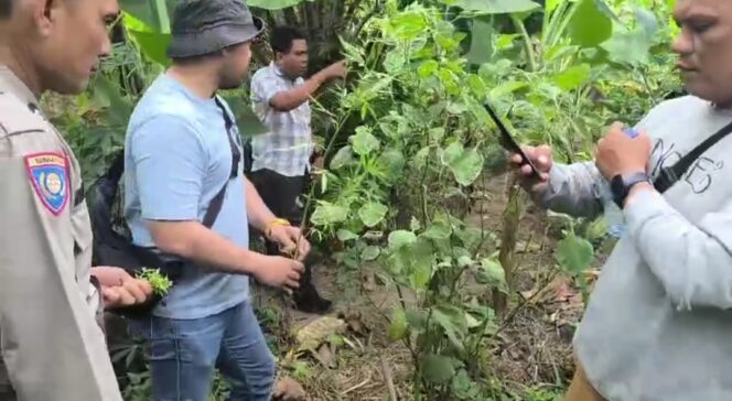 
					Sat Res Narkoba Polresta Deli Serdang Bersama Polsek Tanjung Morawa Ungkap Kasus Ganja, 40 Batang Tanaman Diamankan