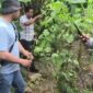 Sat Res Narkoba Polresta Deli Serdang Bersama Polsek Tanjung Morawa Ungkap Kasus Ganja, 40 Batang Tanaman Diamankan