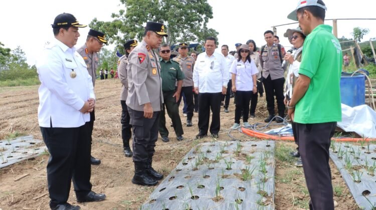 Kapolda Sumut Tinjau Sentra Bawang Putih di Samosir, Tegaskan Dukungan Polri untuk Ketahanan Pangan Nasional