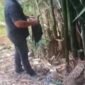 Satresnarkoba Polrestabes Medan Bongkar Modus Baru Peredaran Ganja Manfaatkan Pohon Bambu Jadi Gudang Penyimpanan