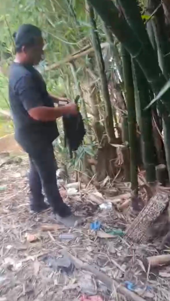 Satresnarkoba Polrestabes Medan Bongkar Modus Baru Peredaran Ganja Manfaatkan Pohon Bambu Jadi Gudang Penyimpanan