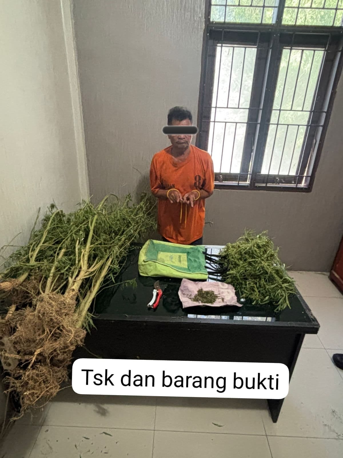 Terlibat Laka Lantas, Pria 69 Tahun Kedapatan Bawa Ganja, Polres Karo Kembangkan ke Ladangnya
