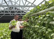 Lapas Sibolga Panen 65 Kg Pakcoy, Wujudkan Pembinaan Kemandirian Berbasis Ketahanan Pangan