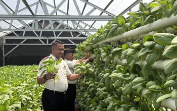 Lapas Sibolga Panen 65 Kg Pakcoy, Wujudkan Pembinaan Kemandirian Berbasis Ketahanan Pangan