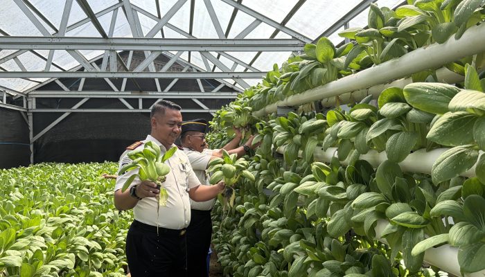 Lapas Sibolga Panen 65 Kg Pakcoy, Wujudkan Pembinaan Kemandirian Berbasis Ketahanan Pangan