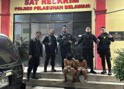 Respons Cepat Laporan Warga, Timsus Macan Polres Belawan Amankan Dua Terduga Pelaku Tawuran
